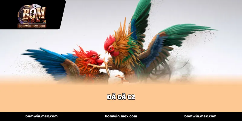 Đấu trường của những chiến kê triển vọng của Đá gà C2